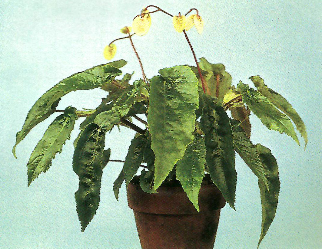 B. ‘Paul-bee’